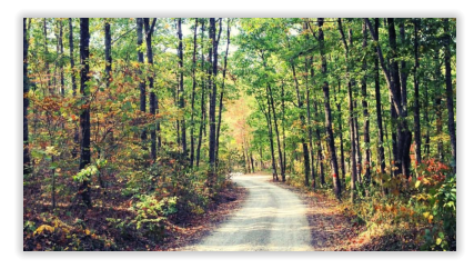 the woods surrounding our campground